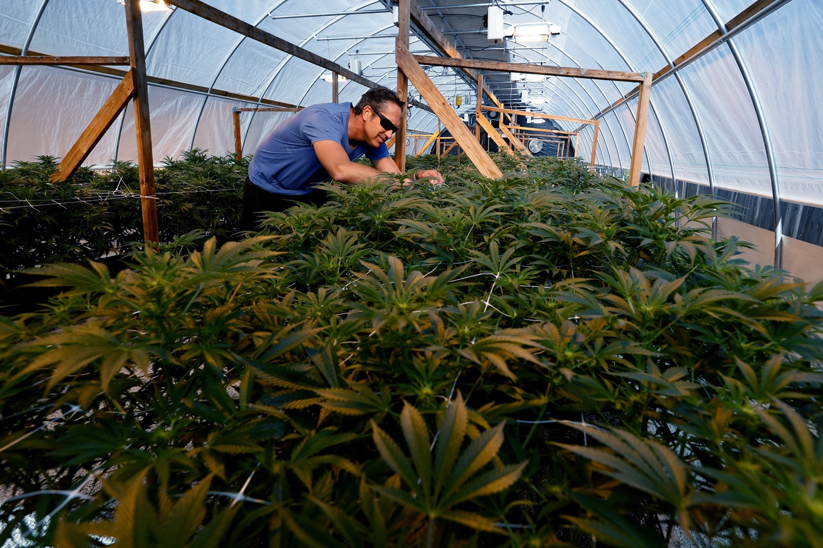 Navigating PTSD Treatment with Medical Cannabis in Australia: Patient Outcomes and Emerging Evidence