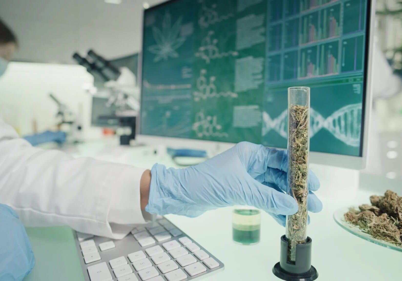 Terpene Profiles and the Entourage Effect: Implications for Medical Cannabis Dosing in Australia