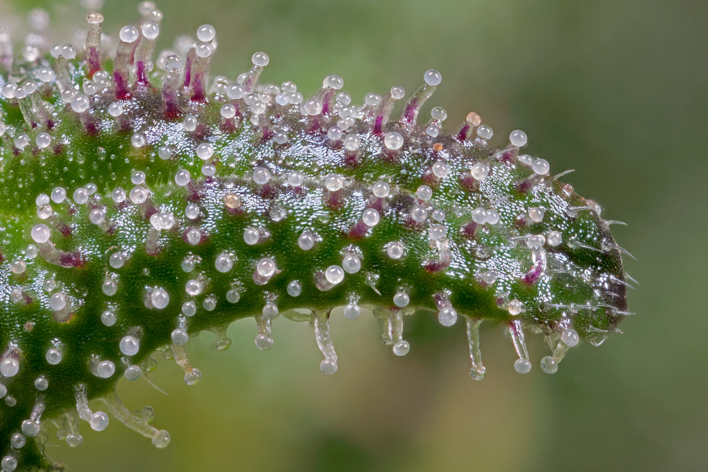 Detailed view of a cannabis bud with visible trichomes