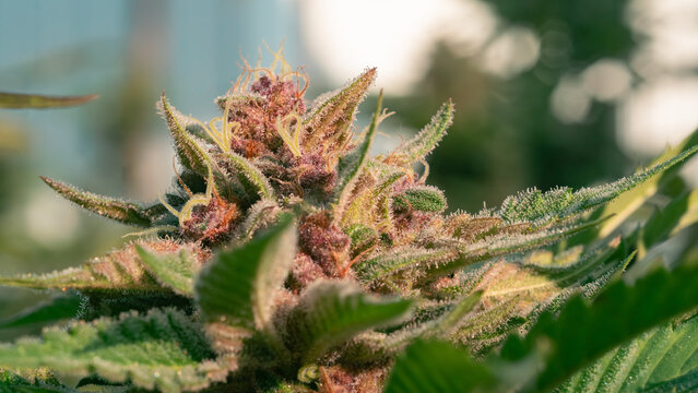 Detailed image of cannabis leaf structure