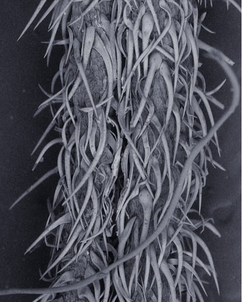 Magnified view of cannabis plant trichomes
